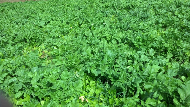 Winter Peas Plus 11#