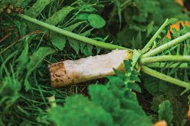 Ravish Radish 2.5#