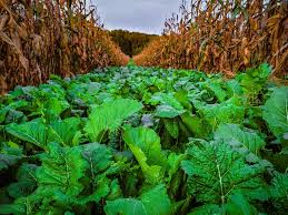Bombshell™ Food Plot Seed 1/2 acre