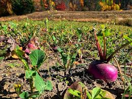 Smack Down 1/2 ACRE