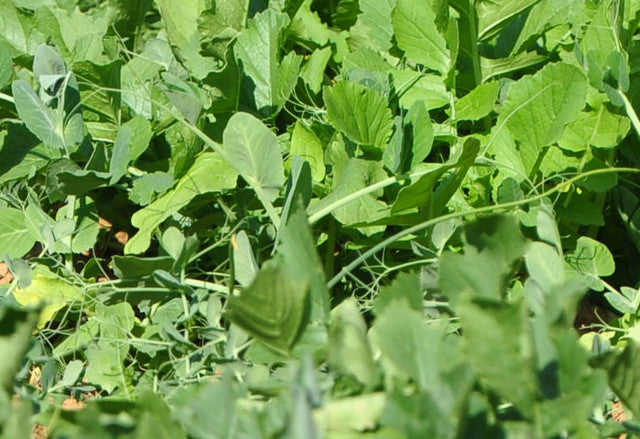 Winter Peas Plus 11#