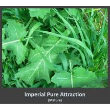 Pure Attraction 26#