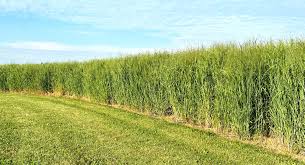 RC Big Rock Switchgrass