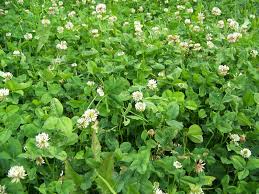 RWWP Clover & Chicory Blend 10#