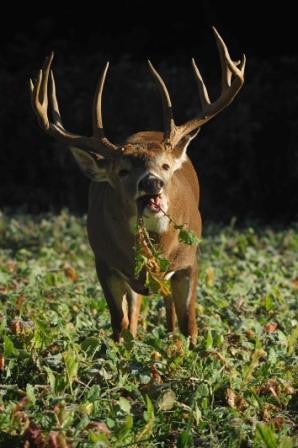 Tall Tine Tubers