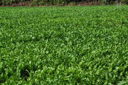 Winter Peas Plus 11#